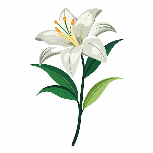 un color mínimo y simple hermosa flor de lirio fresco con brotes ilustración de arte vectorial fondo blanco sólido 18
