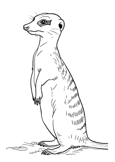 Para colorear Página de Meerkat Arte de la línea de Meerkat