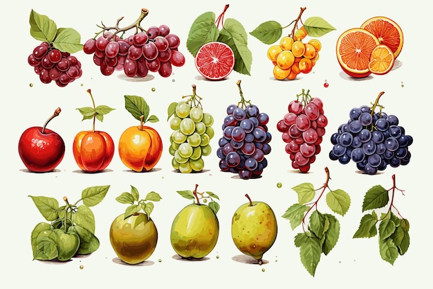 Colorida acuarela Colección de frutas frescas Ilustración vectorial