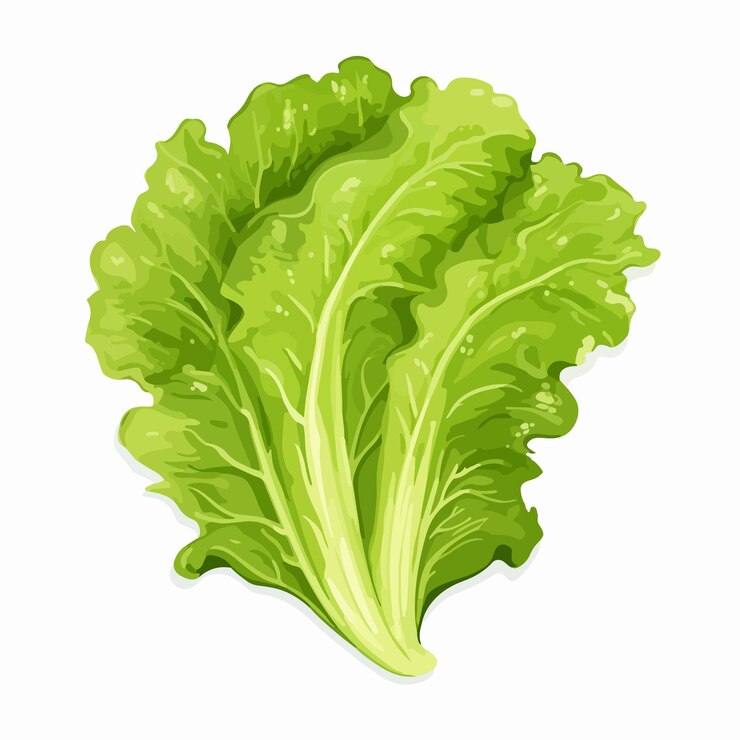 Vector la colorida ensalada de hojas de lechuga