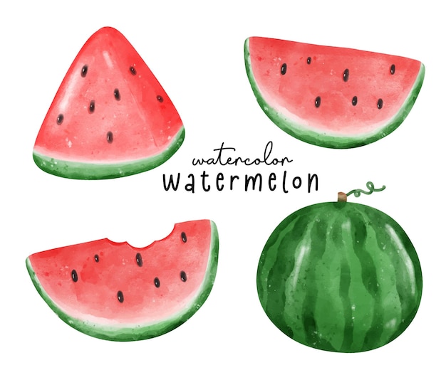 Colorida ilustración de sandía acuarela Colección de frutas exóticas dibujadas a mano en acuarelas vibrantes