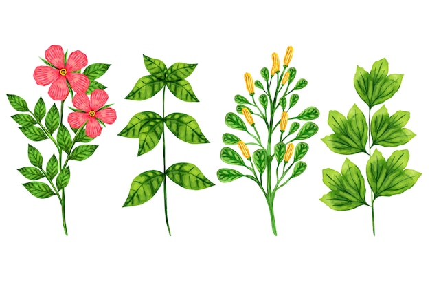 Vector coloridas hierbas botánicas y flores silvestres