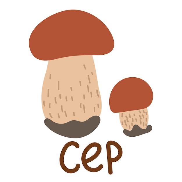 colorido cep comestible salvaje con nombres de estilo de dibujos animados ilustración plana vectorial aislada setas blancas