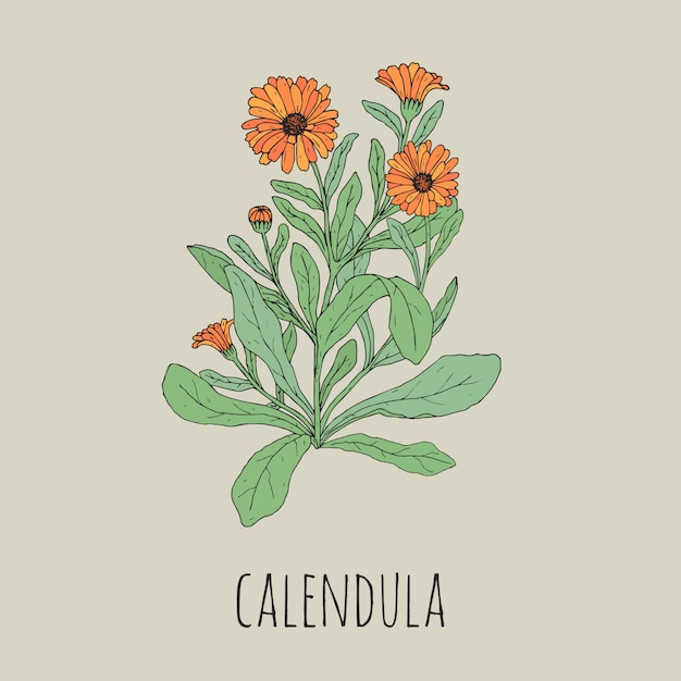 Colorido dibujo detallado de flor de caléndula. Hermosa planta herbácea medicinal con flores y hojas dibujadas a mano en estilo vintage. Preciosa hierba con flores. Ilustración botánica