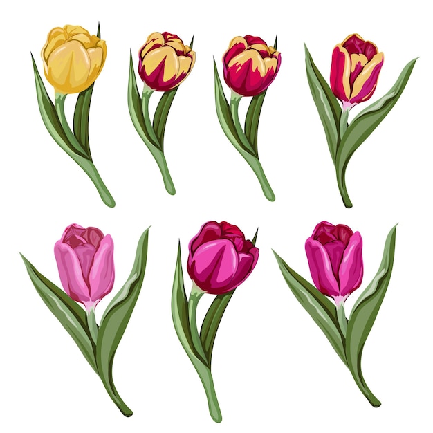 Coloridos tulipanes dibujados a mano conjunto floral ilustración vectorial aislado en blanco