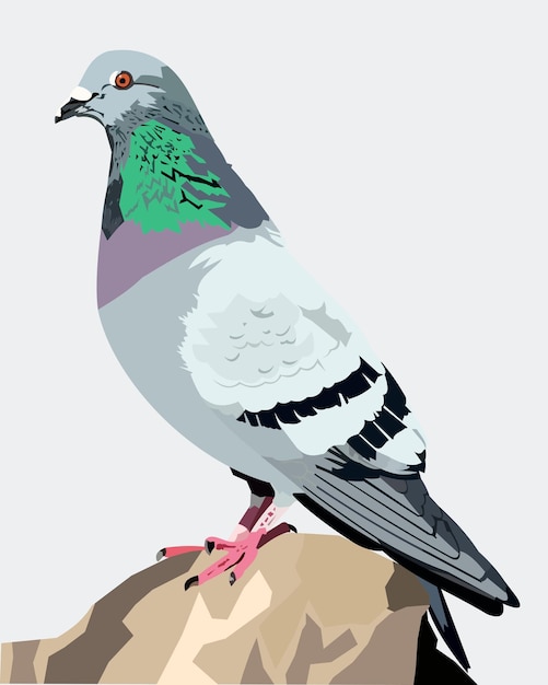 Vector columbidae roca paloma pájaro vector ilustración