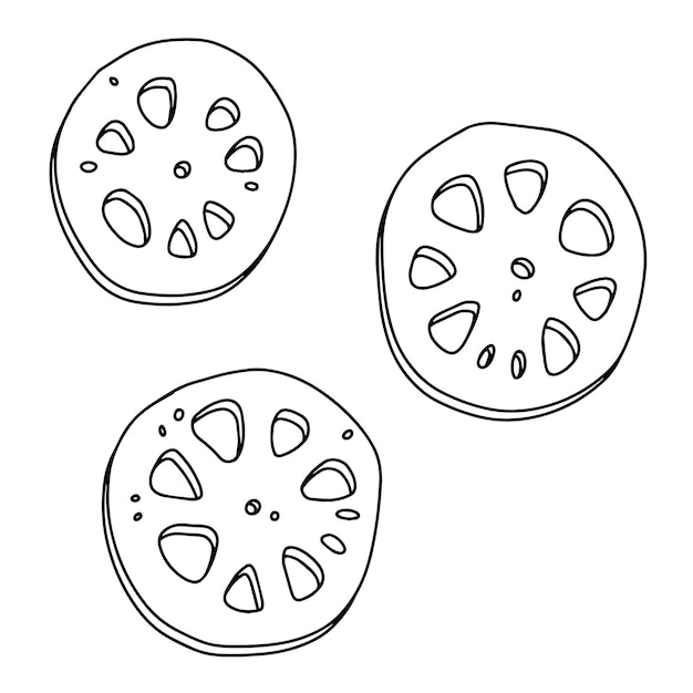 Vector comida asiática dibujada a mano ilustración vectorial de raíces de loto ingrediente orgánico de plantas comestibles