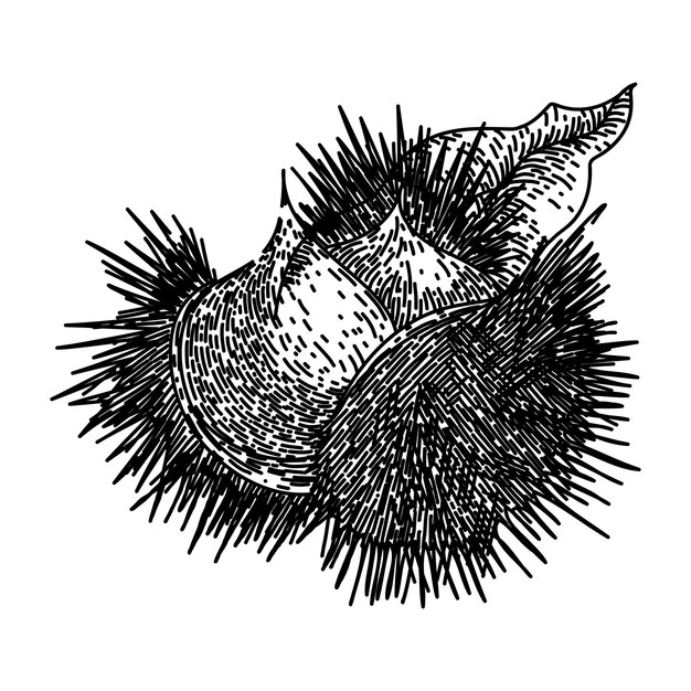 comida castaña dibujado a mano temporada cáscara de nuez crudo sabroso bocadillo castaña vector boceto aislado negro ilustración