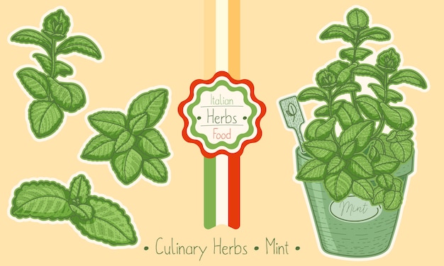 Comida y hierba culinaria menta