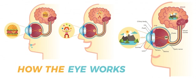 Cómo funciona el ojo elementos gráficos básicos para construir material educativo sobre los ojos.