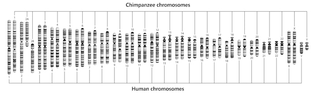 Comparación de cromosomas humanos y chimpancés Cariotipos humanos y chimpancés