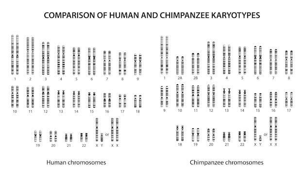 Comparación de similitudes y diferencias de cariotipos humanos y chimpancés