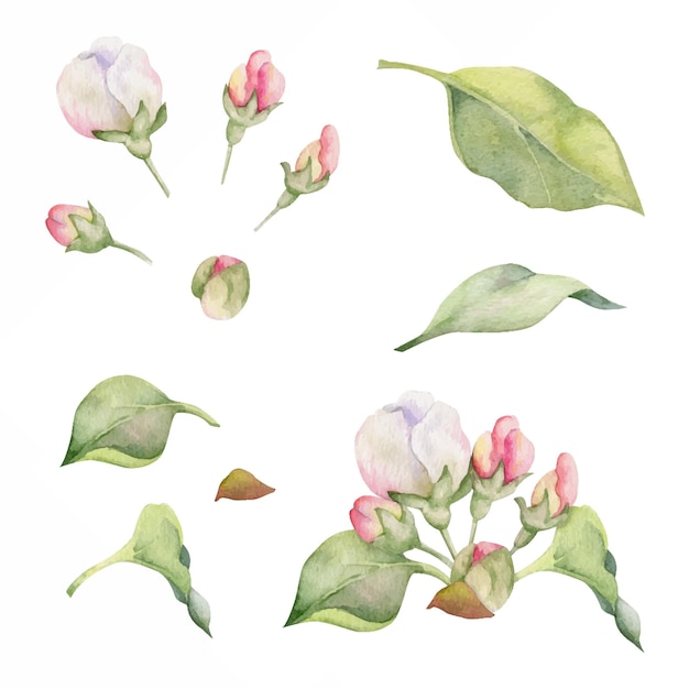 Composición de acuarela dibujada a mano con flor de manzana en ramas hojas verdes flores blancas y rosadas Objeto aislado sobre fondo blanco Diseño para arte de pared tarjeta de cubierta de tela de impresión de boda