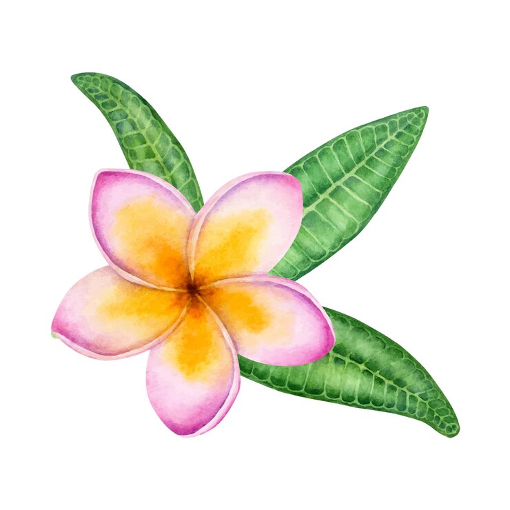 Composición de acuarela de la flor de Plumeria rosa aislada sobre un fondo blanco