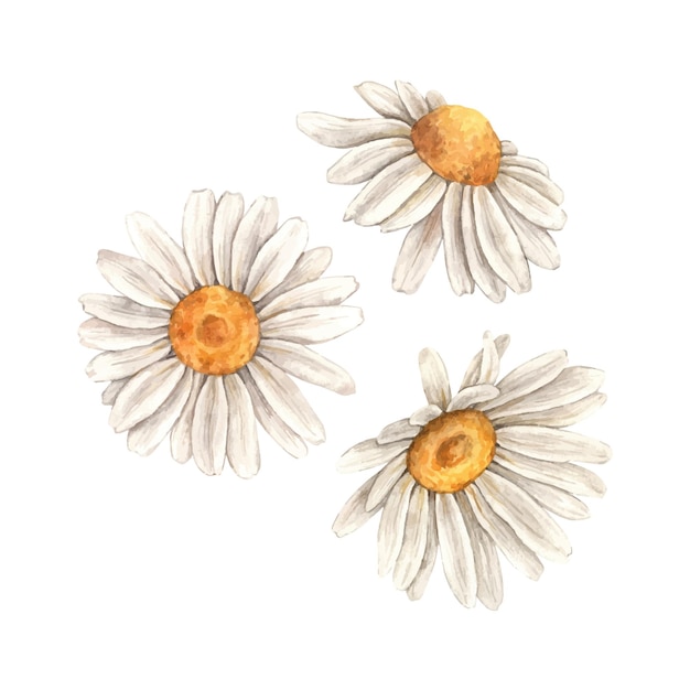 Composición de acuarela de hermosas margaritas de primer plano Ilustración dibujada a mano adecuada