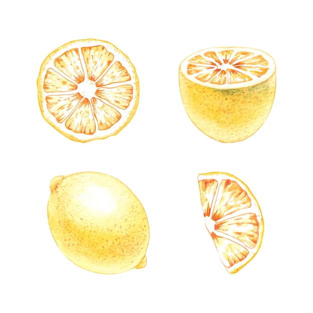 Vector composición de acuarela con limones dibujados a mano 1