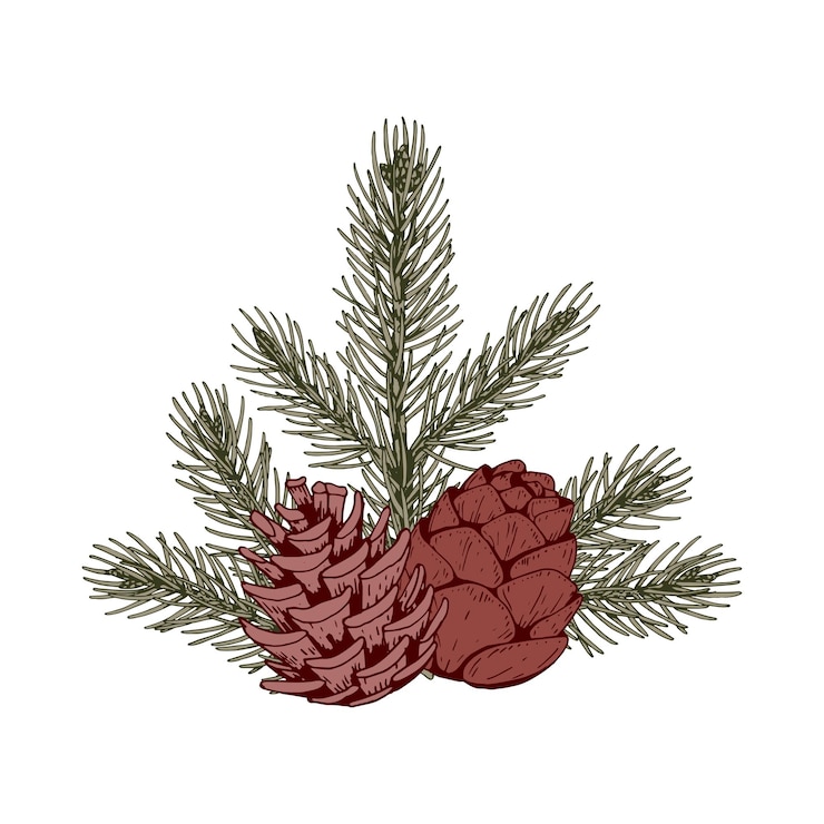 Vector composición botánica navideña con ramas de pino y conos.