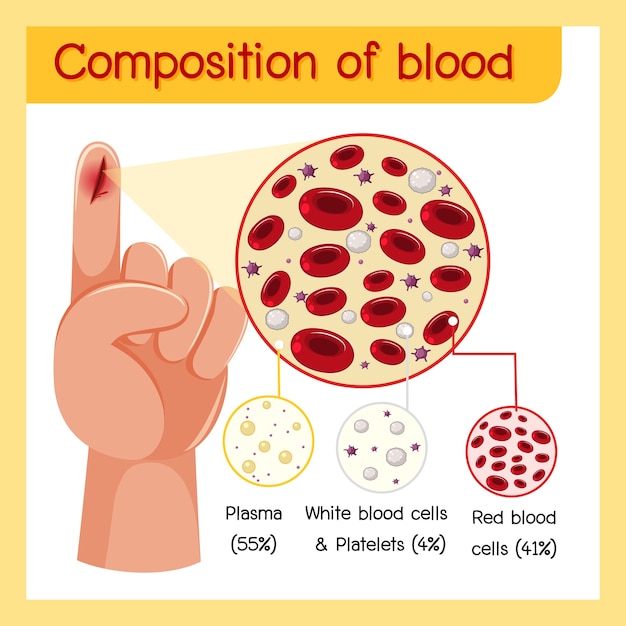 Vector composición del diagrama de sangre