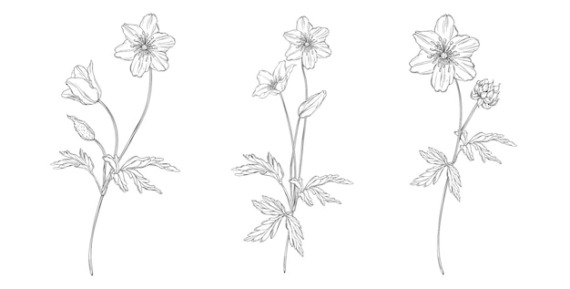 Composición floral en blanco y negro con flores de anémona.