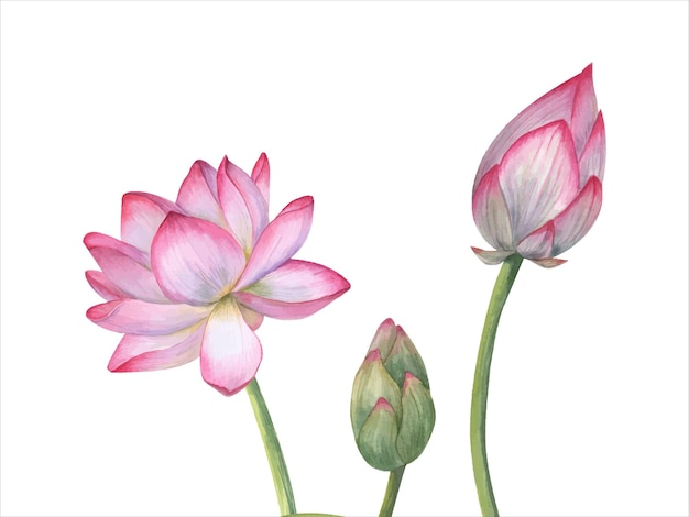 Composición floral con flor de loto rosada brotes de lirio de agua florecimiento flor nacional vietnamita