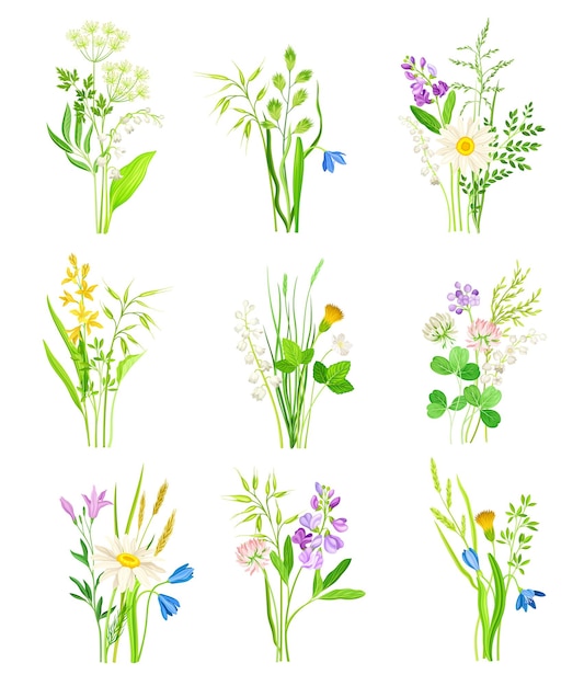 Composición floral con flores silvestres y plantas de prado Conjunto vectorial
