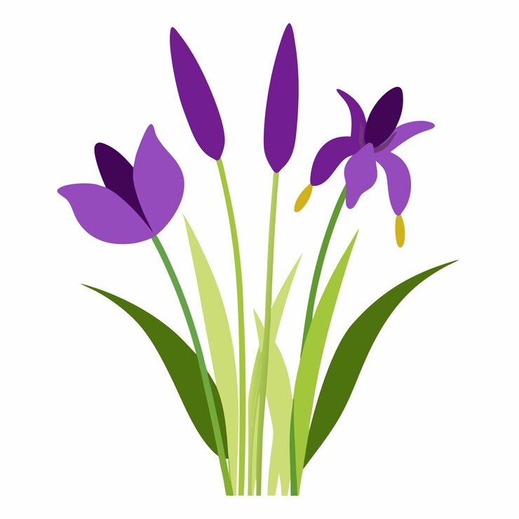 Vector una composición floral natural con iris púrpura audaz y cañas de cola de gato emplumadas ilustración