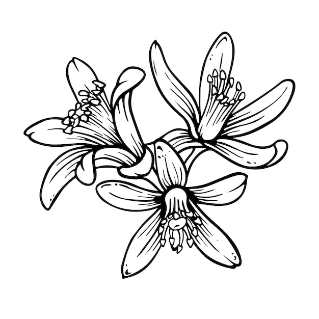 Composición de flores de cítricos Ilustración general de limón o mandarina en flor en estilo de grabado