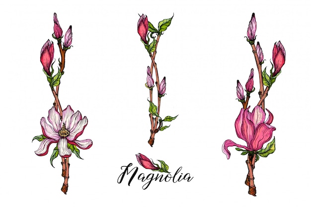 Composición con flores de magnolia