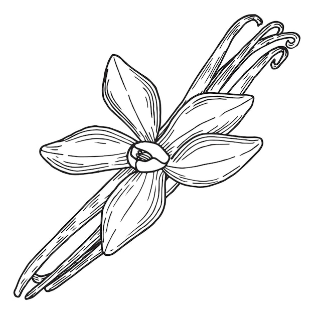 Composición de flores de vainilla con palos