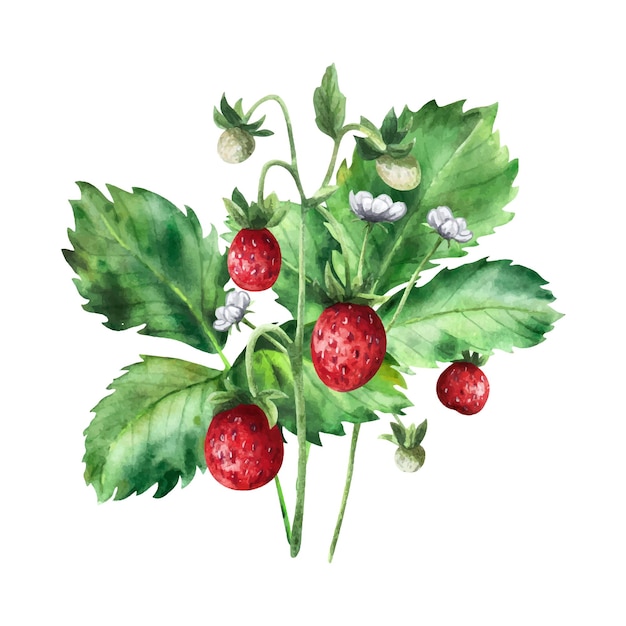 Composición de fresas con flores y bayas maduras Ilustración acuarela dibujada a mano aislada sobre fondo blanco