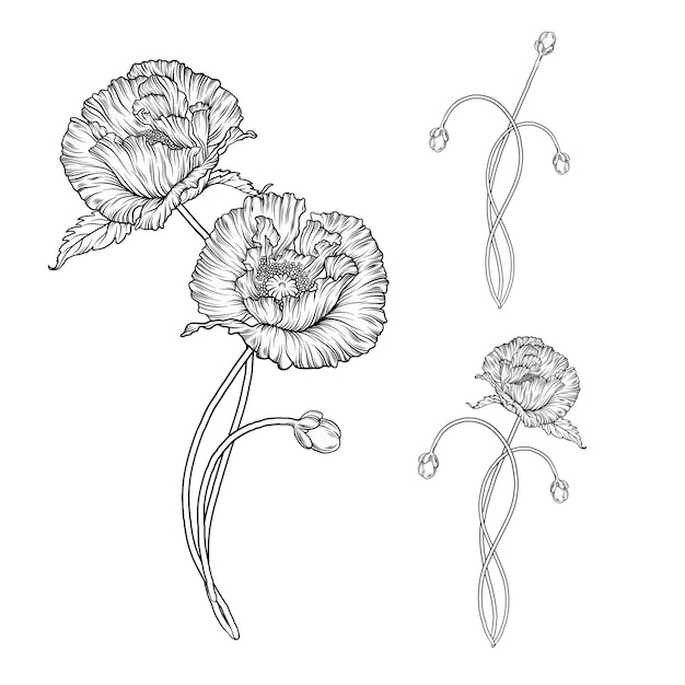 Vector composición gráfica de flores vectoriales. flores de amapolas.