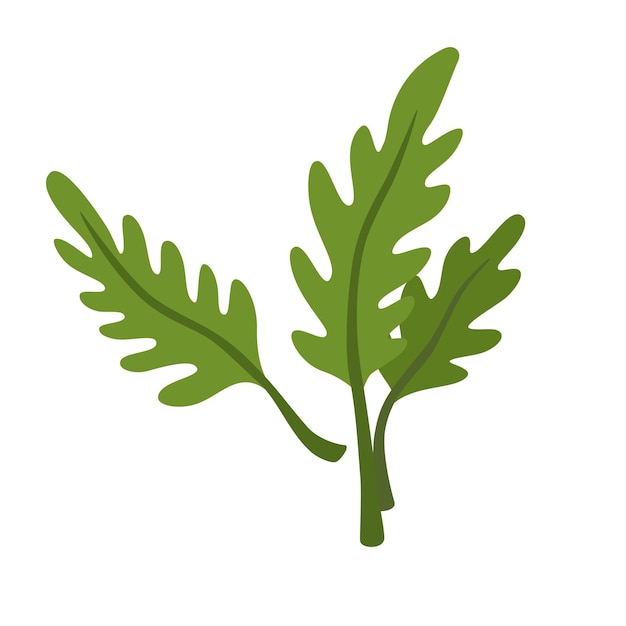 Composición de las hojas de rúcula Hoja verde de rúcola Cohete de jardín fresco Alimento orgánico natural