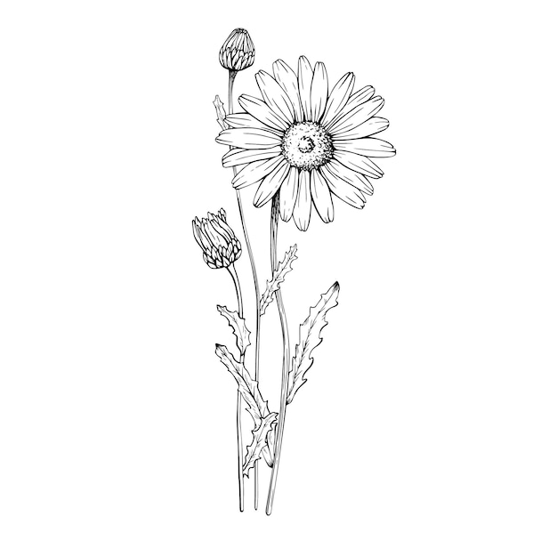 Composición con margarita de flores silvestres Ilustración vectorial dibujada a mano Esbozo pintado con tinta negra