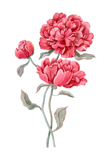 Composición de peonías rojas de acuarela