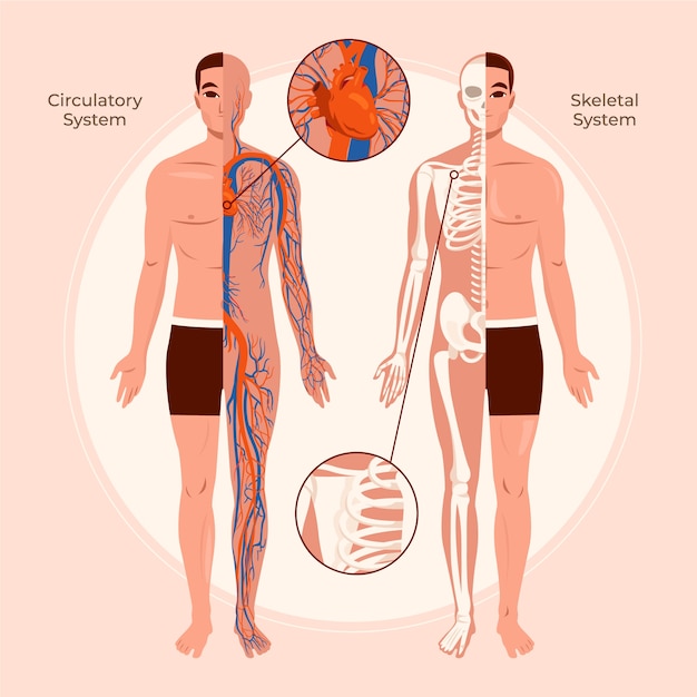 Composición plana de sistemas de órganos del cuerpo humano con el cuerpo masculino y los sistemas circulatorio y esquelético