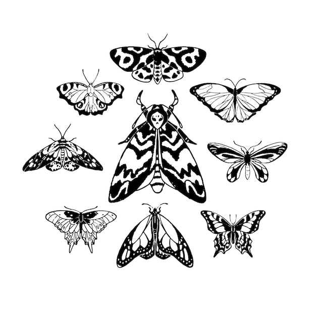 Composición realista de insectos mariposas polillas con alas estampadas machaon monarca cabeza de muerte halcón cola de golondrina libro de colorear contorno dibujado a mano ilustraciones vectoriales aisladas en blanco