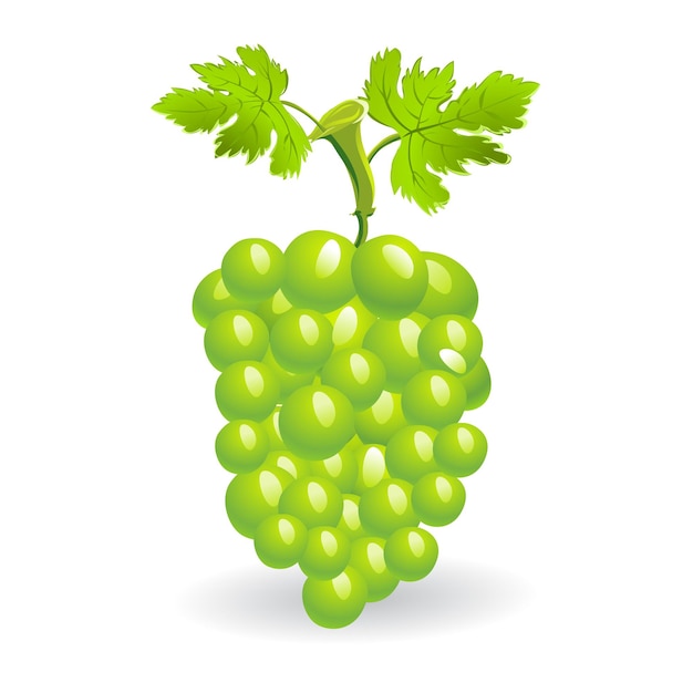Composición realista de uvas con uvas verdes y maduras aisladas