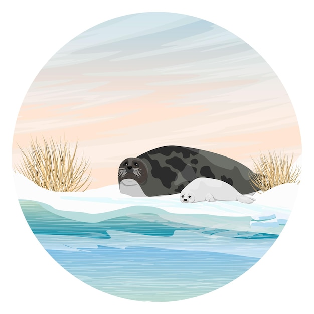 Composición redonda Una foca arpa con un cachorro se encuentra a orillas del Océano Ártico