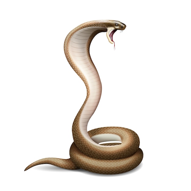 Composición de serpiente realista con imagen aislada de cobra sibilante con sombra en la ilustración de vector de fondo en blanco