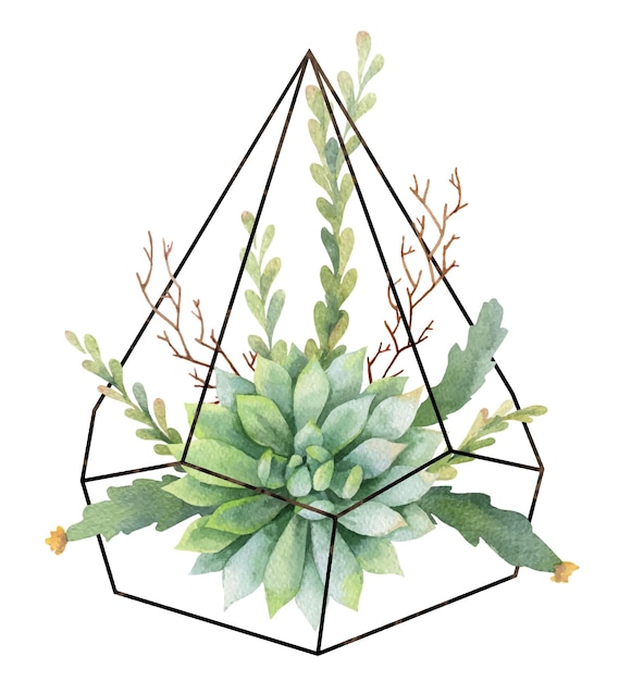 Composición vectorial de acuarela de cactus y suculentas en terrarios florario geométrico aislado sobre fondo blanco