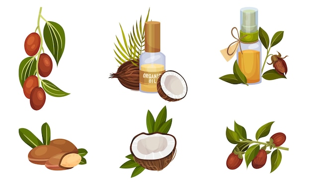 Composiciones orgánicas de coco y jojoba con hojas tropicales y botellas de aceite Conjunto vectorial