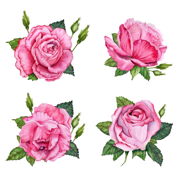 Composiciones de rosas rosas arreglos florales conjunto Flor de rosa con hojas acuarela dibujada a mano