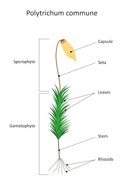 Vector comuna de musgo polytrichum