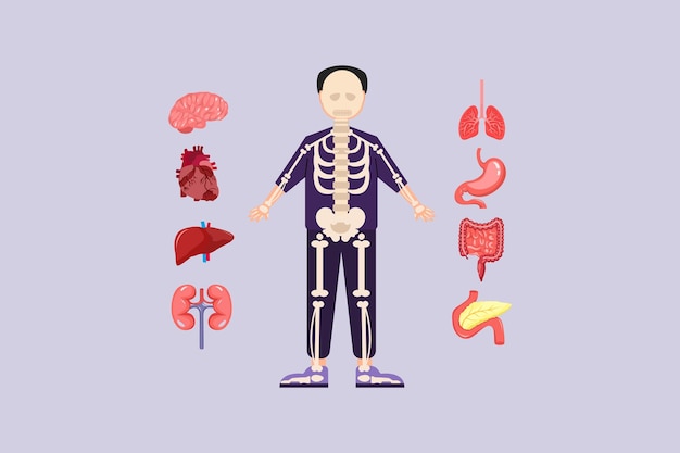Concepto de anatomía del cuerpo humano Ilustración vectorial plana de colores aislada