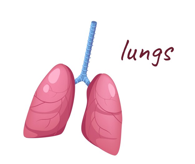 Concepto anatomía humana órganos pulmones esta es una ilustración de vector plano con un diseño de dibujos animados