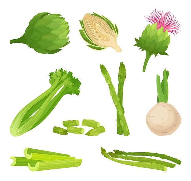 Concepto de apio Alimentos orgánicos y vegetarianismo Verduras frescas sobre fondo blanco Vector ilustración plana