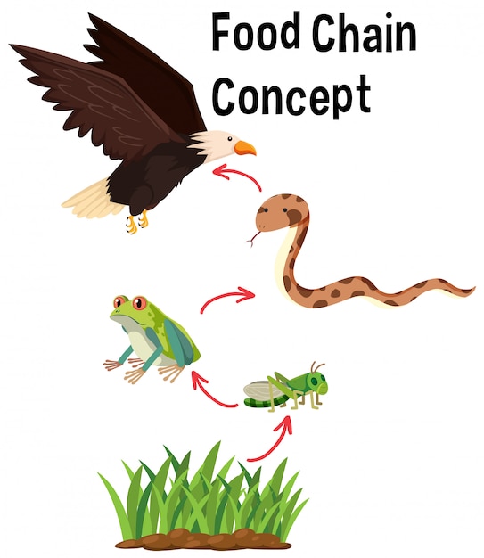 Concepto de cadena alimentaria de ciencia