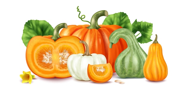 Vector concepto de calabaza realista con ilustración de vector de plantas coloridas maduras