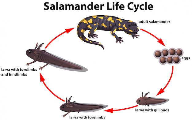 Concepto de ciclo de vida salamander