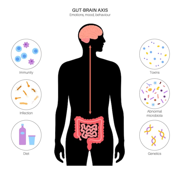 Concepto de disbiosis de conexión cerebral intestinal microbioma en el cuerpo humano